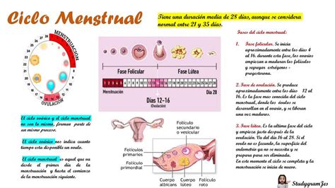 Ciclo Menstrual Menstruación Ciclo Sexual Femenino Udocz
