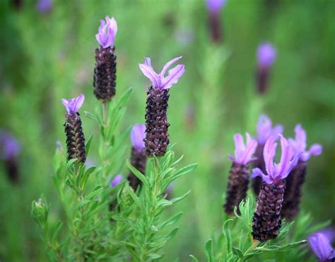 French Lavender Planting Pruning Care Origin And Tips On Growing It