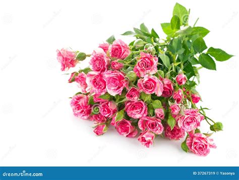 Bouquet Pink Rose With Green Leaf Royalty Free Stock Images Image