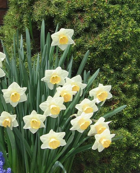 Check spelling or type a new query. The Daisy Way: March Birth Month Flower: Jonquil