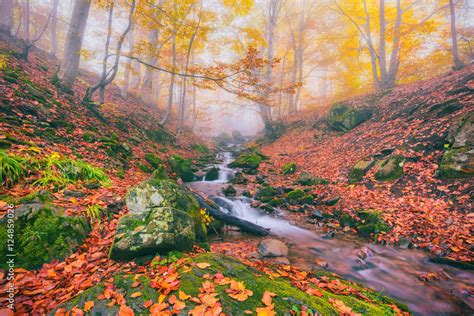 Autumn Foggy Forest Stream In The Mountain Canyon Nature Colorful