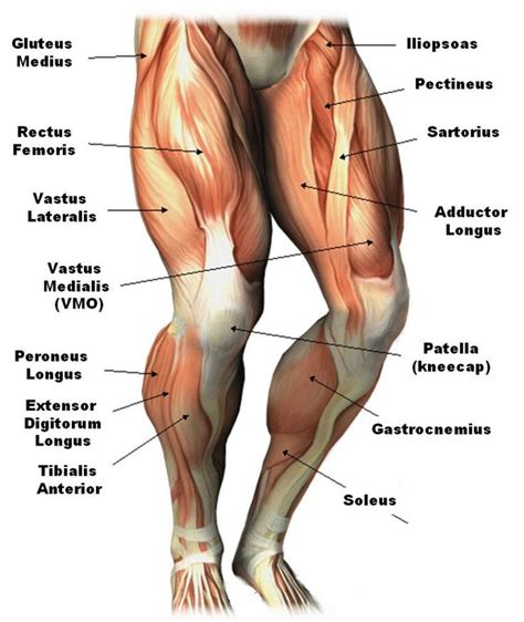 The gastrocnemius muscle has two large bellies, called the medial head and the lateral head, and inserts into the calcaneus bone of the foot via its calcaneal tendon (also known as the. upper leg muscles common names Archives - Anatomy Body ...