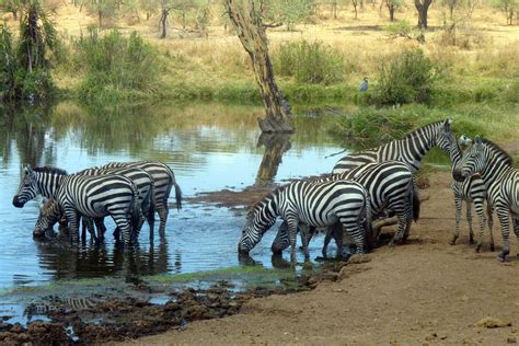 Watering Hole Zebras Animals Africa