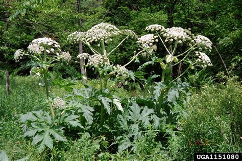 Toxic Giant Hogweed Sap That Burns Blisters Skin Found In Clark County