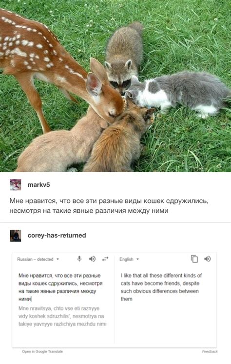 Different Kinds Of Cats Russian Cat Translations Know Your Meme