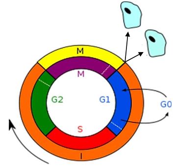 Questão Nos eucariotos a célula somática durante o seu ciclo de vida