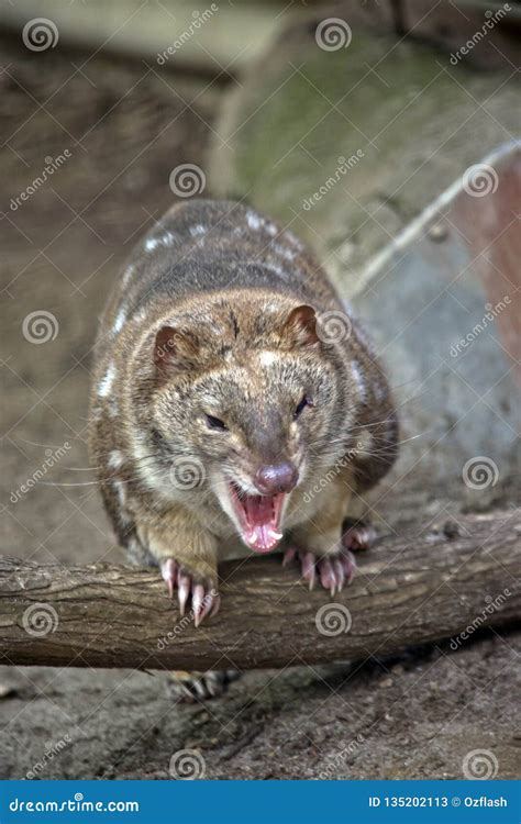 An Australian Spotted Quoll Stock Image Image Of Whiskers Growling