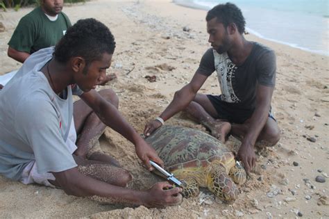 Turtle Conservation In Fiji At A Glance Wwf