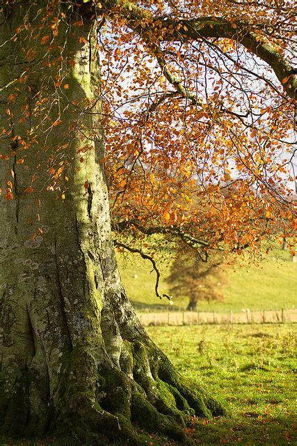 Beech Tree Tree Beech Tree Beautiful Landscapes