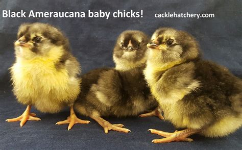 Black Ameraucana Chicks For Sale Cackle Hatchery Chicks For Sale Baby Chicks Chicks