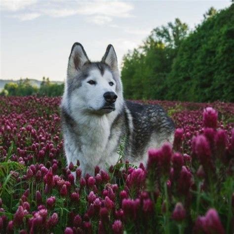 See more ideas about wolf dog, wolf husky, wolf husky hybrid. Pin by JAY DRIGUEZ on BIG KATS/DOGS | Wolf dog, Sledge dog ...