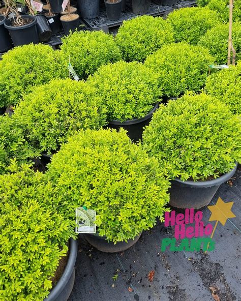 Buxus Korean Box Topiary Ball 20 Pot Hello Hello Plants