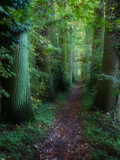 4847 Best The Deep Woods Images On Pinterest Forests