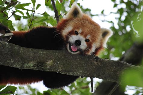 Red Panda Face By Princeofreddeath On Deviantart