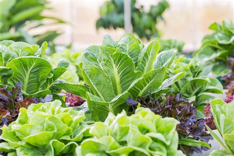 Growing Lettuce Kellogg Garden Organics™