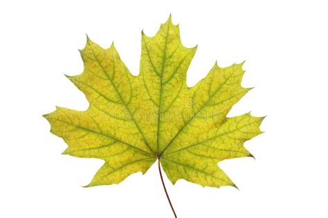 Yellow Maple Leaf On A White Background Close Up Stock Image Image Of