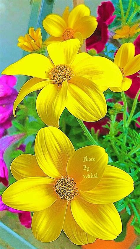 Pin By Patricia Mcclary On The Realm Of Color Yellow Flowers