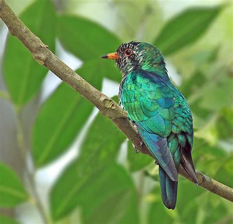 Males weigh around 130 grams (4.6 oz) and females 110 grams (3.9 oz). Chrysococcyx maculatus (Asian Emerald Cuckoo) | Pet birds ...