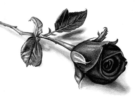 Paling Populer 25 Sketsa Bunga Mawar Dengan Pensil Gambar Bunga Indah