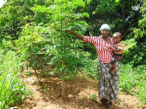 Up to 12m but normally pruned back to around 2m. Moringa for Malnutrition - Health Essentials Direct