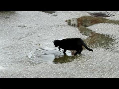 Skillfully combining these three stylistic devices the writer obtains the needed effect: Katze im Regen - Cat in the Rain - Singing in the rain ...