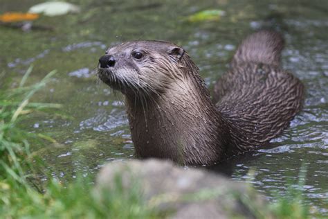 North American River Otter Zoochat