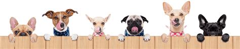No contracts, no money upfront! Turdminators Pet Waste Removal in Chicago