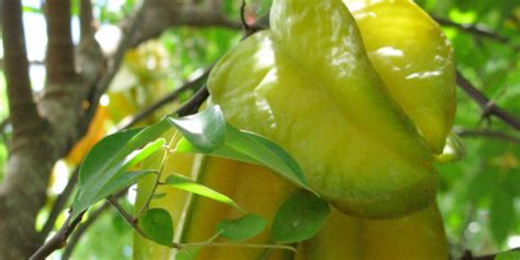 Growing Star Fruit How To Grow Star Fruit From Seed Carambola Fruit
