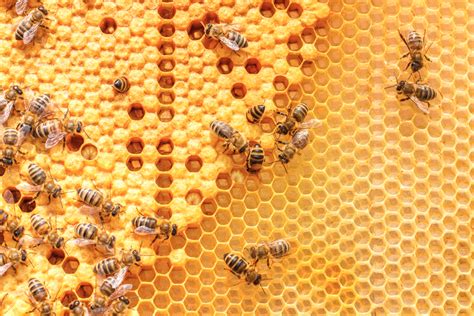 Honey Bee Colonies Down Slightly From 2017 2018 08 03 Food Business