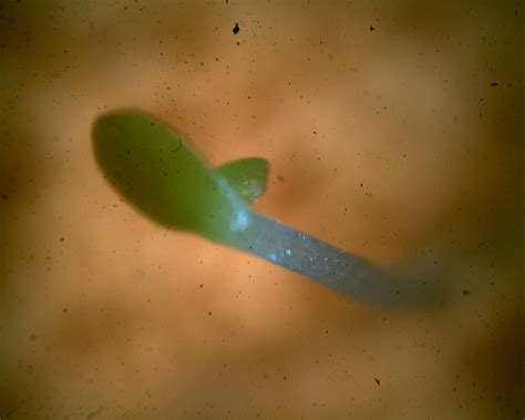 The stems produce small, fine spines that are neatly packed together. Weighing and Microscope Analysis