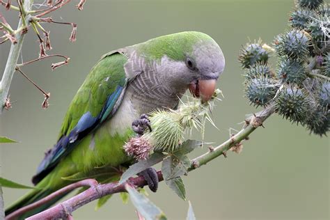 Monk Parakeet Care Sheet Birds Coo