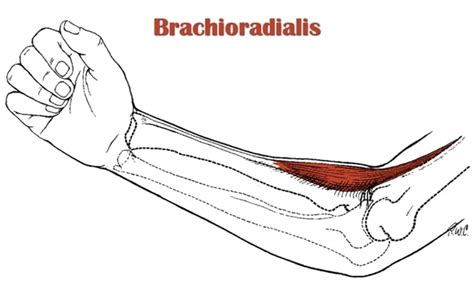 The Definitive Guide To Brachioradialis Anatomy Exercises And Rehab