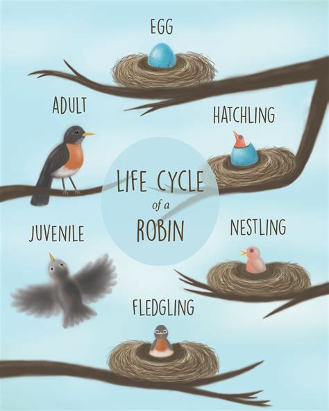 Bird Life Cycle Ks2