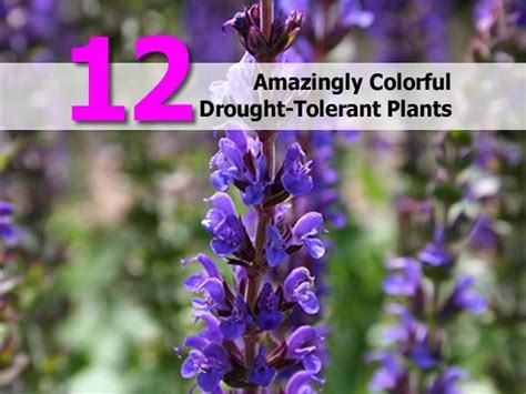12 Amazingly Colorful Drought Tolerant Plants