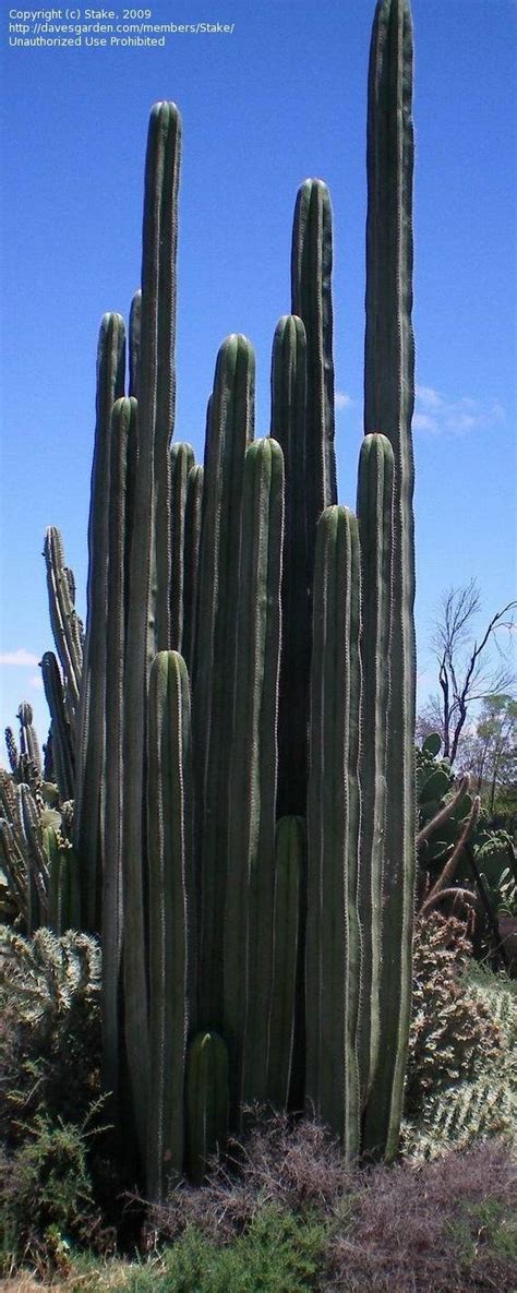Our yucca baccata compacta (banana yucca) is a more compact form of the species. PlantFiles Pictures: Central Mexico Pipe Organ, Organo ...