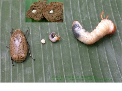 Endopterygota Coleoptera And Neuroptera
