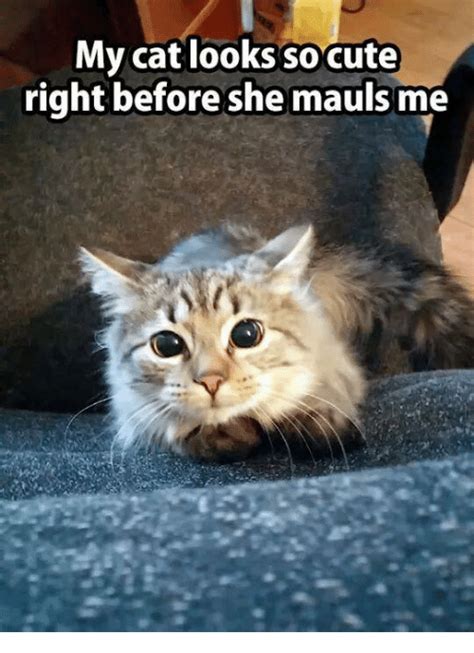 25 Best Memes About Grumpy Cat And Cute Grumpy Cat And Cute Memes