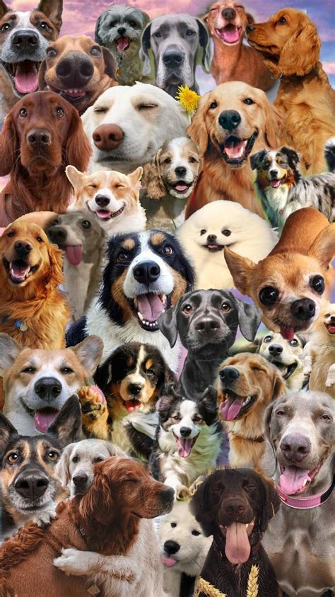 Dog Collage Wallpaper Vsco Tumblr Aesthetic Dog Montage Dog Lockscreen