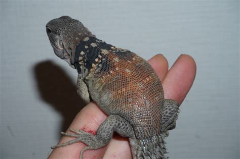 Maybe you would like to learn more about one of these? ユカタントゲオイグアナ 販売 エキゾチックサプライ 大阪