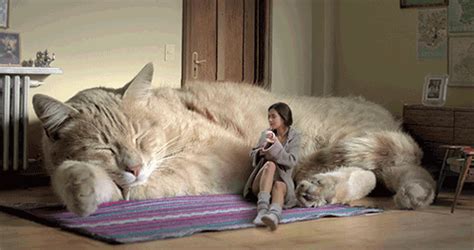 Gato Gigante 500×264 Píxeles Giant Cat Cats Cat Couch