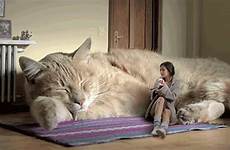 gatto gigante titola cartello attenti gatti cani infinitamente piu avete amichevoli