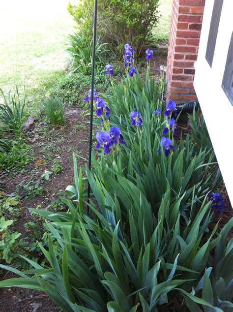 This section details online plants an extensive range of plants indigenous to australia. iris border beside home | Flowering bushes, Flowering ...