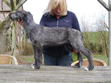 irish wolfhound info temperament puppies pictures lifespan