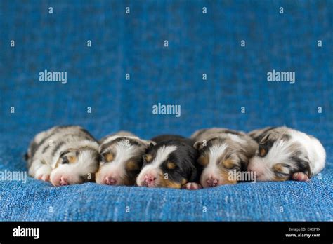 Australian Shepherd Blue Merle Five Newborn Puppies Eyes Still Closed