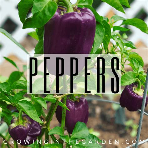 Summer squash grows as a bush, not on vines. 5 Tips for Growing Summer Squash | Growing In The Garden