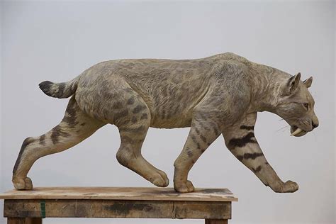 The Machairodontine Saber Toothed Cat Megantereon Falconeri From The