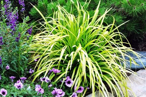 What to plant in june in texas? June: Golden Monkey Grass