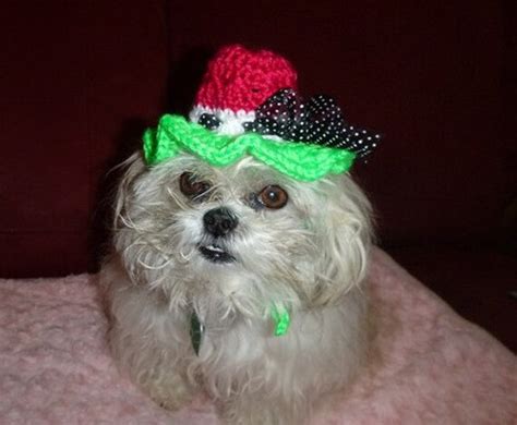 Watermelon Bonnet Dog Hat Cat Hat Humorous 2 To 20 Lb Etsy