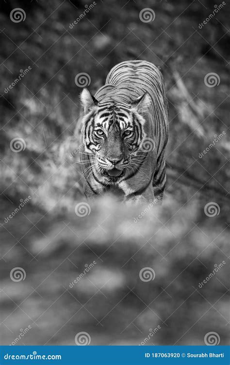 Wild Adult Female Tiger Head On At Eye Level In Black And White At