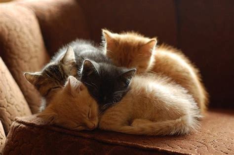 Kittens Sleeping On Top Of Each Other Sleeping Kitten Kittens Cutest
